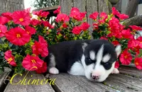 Akc Chimera , a female Siberian Husky for sale in Carrollton, MO – 3 of 6