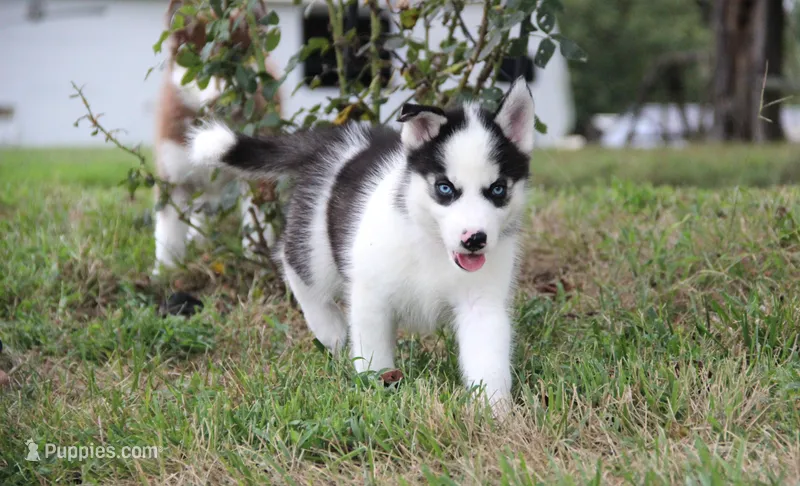 Akc Naga – Siberian Husky puppy for sale in Carrollton, MO