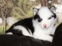 Akc Omega, a male Siberian Husky for sale in Carrollton, MO – 2 of 9
