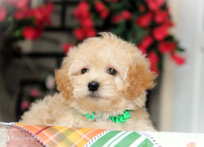 Helious – Bichon Frise, Shichon puppy for sale in Carrollton, MO