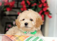 Helious, a male Shichon for sale in Carrollton, MO – 2 of 10