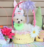 Pipkin, a female Shichon for sale in Carrollton, MO – Photo 3 of 10