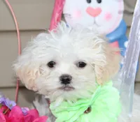 Pipkin, a female Shichon for sale in Carrollton, MO – Photo 4 of 10