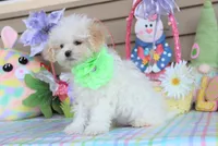 Pipkin, a female Shichon for sale in Carrollton, MO – Photo 8 of 10