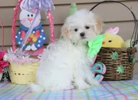 Pipkin, a female Shichon for sale in Carrollton, MO – Photo 9 of 10