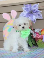 Pipkin, a female Shichon for sale in Carrollton, MO – Photo 1 of 10