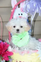 Pipkin, a female Shichon for sale in Carrollton, MO – Photo 6 of 10
