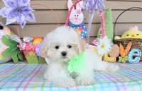 Pipkin, a female Shichon for sale in Carrollton, MO – Photo 5 of 10