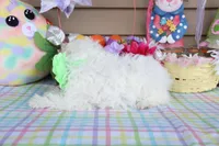 Pipkin, a female Shichon for sale in Carrollton, MO – Photo 10 of 10