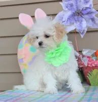 Pipkin, a female Shichon for sale in Carrollton, MO – Photo 2 of 10