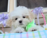 Pipkin, a female Shichon for sale in Carrollton, MO – Photo 7 of 10