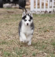 Akc Yukon, a male Siberian Husky for sale in Carrollton, MO – Photo 4 of 10