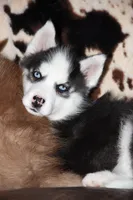 Akc Yukon, a male Siberian Husky for sale in Carrollton, MO – Photo 1 of 10