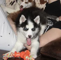 Akc Yukon, a male Siberian Husky for sale in Carrollton, MO – Photo 8 of 10