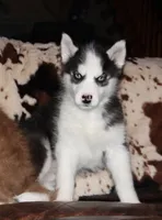 Akc Yukon, a male Siberian Husky for sale in Carrollton, MO – Photo 3 of 10