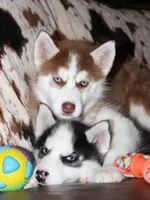 Akc Yukon, a male Siberian Husky for sale in Carrollton, MO – Photo 9 of 10