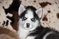 Akc Yukon, a male Siberian Husky for sale in Carrollton, MO – Photo 10 of 10