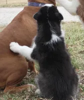 Akc Yukon, a male Siberian Husky for sale in Carrollton, MO – Photo 6 of 10