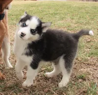 Akc Yukon, a male Siberian Husky for sale in Carrollton, MO – Photo 5 of 10