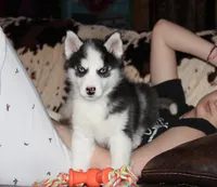 Akc Yukon, a male Siberian Husky for sale in Carrollton, MO – Photo 2 of 10