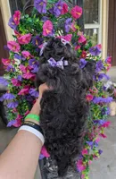 Lavender , a female Bichon Frise and Shichon for sale in Carrollton, MO – 6 of 10