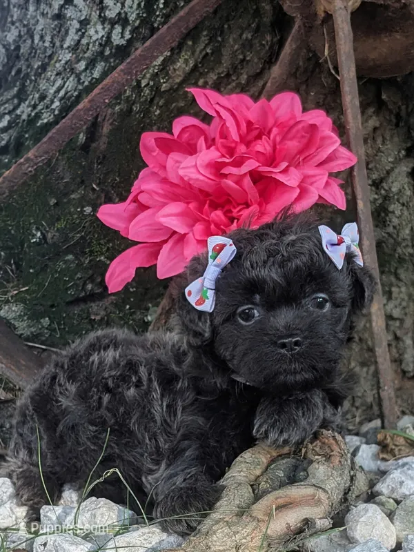 Lavender  – Bichon Frise, Shichon puppy for sale in Carrollton, MO