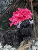 Lavender , a female Bichon Frise and Shichon for sale in Carrollton, MO – 1 of 10