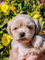 Bobble, a male Bichon Frise and Shichon for sale in Carrollton, MO – 6 of 10
