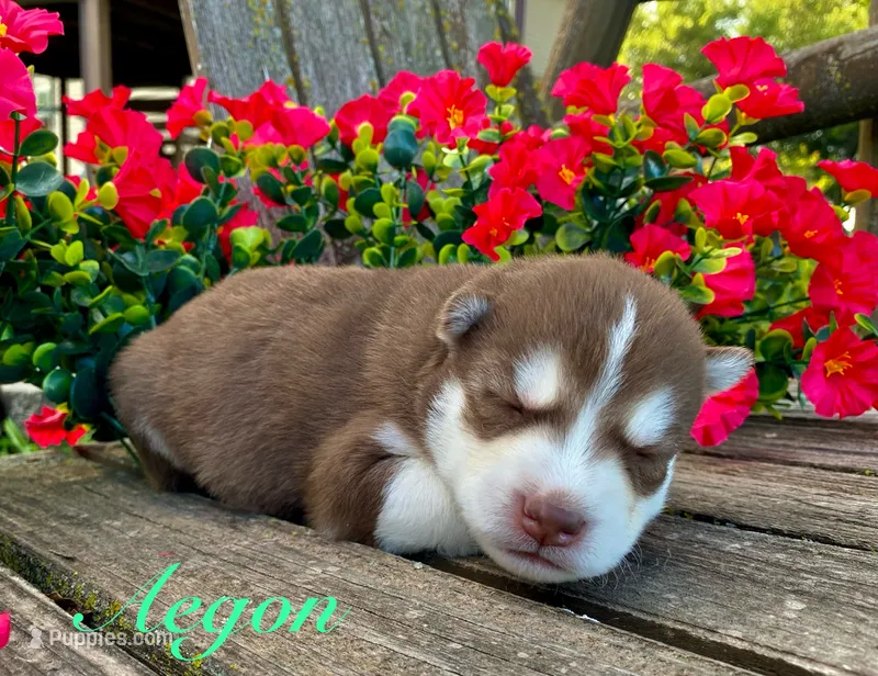 Akc Aegon – Siberian Husky puppy for sale in Carrollton, MO