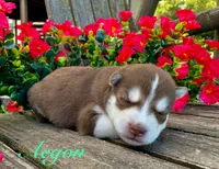Akc Aegon, a male Siberian Husky for sale in Carrollton, MO – 6 of 6