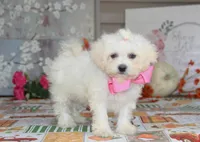 Didi, a female Shichon for sale in Carrollton, MO – 10 of 10