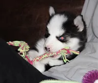 Akc Vader, a male Siberian Husky for sale in Carrollton, MO – 8 of 10