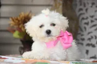 Didi, a female Bichon Frise and Shichon for sale in Carrollton, MO – 2 of 9