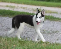 Akc Seraphine, a female Siberian Husky for sale in Carrollton, MO – 3 of 8