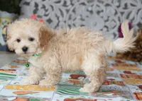 Helious, a male Shichon for sale in Carrollton, MO – 7 of 10