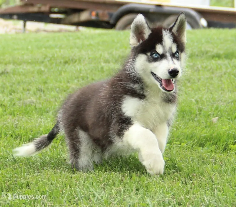 Akc Aero – Siberian Husky puppy for sale in Carrollton, MO