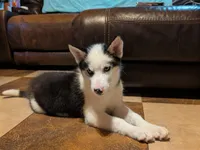 Vader, a male Siberian Husky for sale in Carrollton, MO – 4 of 10