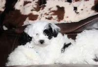 Rumi, a female Shichon for sale in Carrollton, MO – Photo 10 of 10