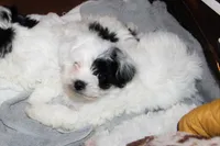 Rumi, a female Shichon for sale in Carrollton, MO – Photo 2 of 10