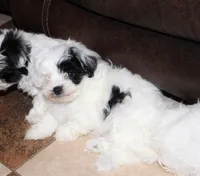 Rumi, a female Shichon for sale in Carrollton, MO – Photo 3 of 10