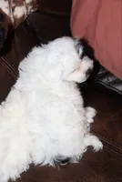 Rumi, a female Shichon for sale in Carrollton, MO – Photo 4 of 10