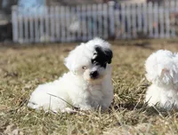 Rumi, a female Shichon for sale in Carrollton, MO – Photo 1 of 10