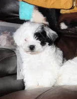 Rumi, a female Shichon for sale in Carrollton, MO – Photo 8 of 10