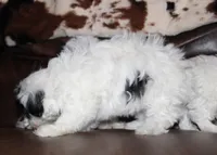 Rumi, a female Shichon for sale in Carrollton, MO – Photo 9 of 10