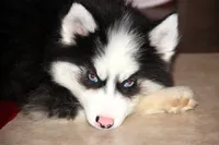 Akc Nero, a male Siberian Husky for sale in Carrollton, MO – 6 of 10