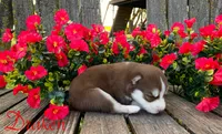 Akc Draken, a male Siberian Husky for sale in Carrollton, MO – 6 of 6