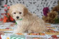 Helious, a male Shichon for sale in Carrollton, MO – 6 of 10