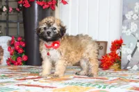 Yume, a male Bichon Frise and Shichon for sale in Carrollton, MO – 8 of 10