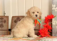 Nimbus, a male Bichon Frise and Shichon for sale in Carrollton, MO – 5 of 8