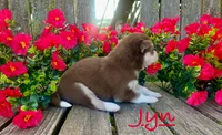 Akc Jyn, a female Siberian Husky for sale in Carrollton, MO – 2 of 6
